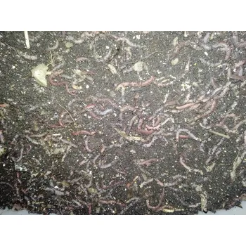 DENDROBAENA VENETA 1KG -VELIKOST 4 (NEJVĚTŠÍ)