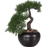 Gasper Bonsai Cedr 25 cm