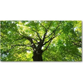 Obraz Foto-obraz fotografie na skle Zelený les