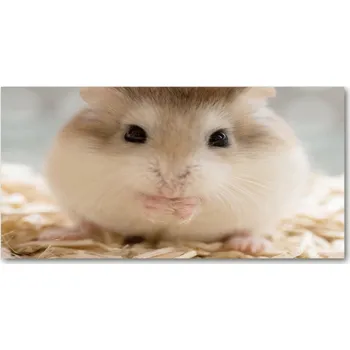 Obraz Foto obraz skleněný horizontální Křeček