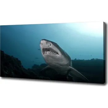 Obraz Foto obraz na plátně Velký žralok