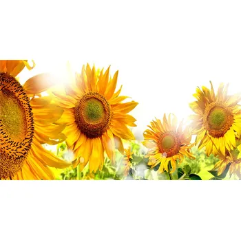 Obraz Foto obraz skleněný horizontální Slunečníky