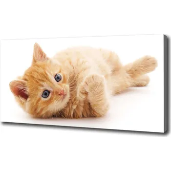 Obraz Foto obraz canvas Červená kočka