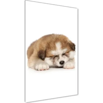 Obraz Vertikální Fotoobraz na skle Štěně akity