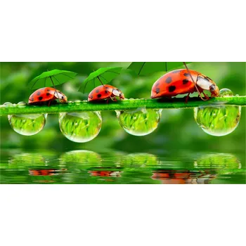 Obraz Foto-obraz fotografie na skle Berušky deštníky