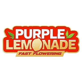 Semeno FastBuds Purple Lemonade Fast Flowering Počet ks Feminizované: 3