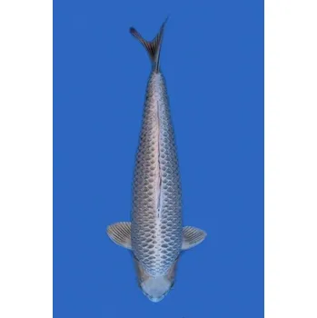 Krmivo pro rybičky VHQ Golden Kabuto ... AKC JK 2023003