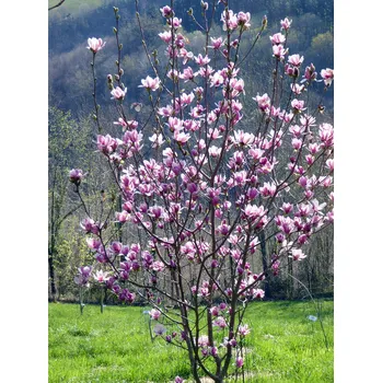 Sazenice Magnolia 'Satisfaction' Kontejner, v. 40-60 cm