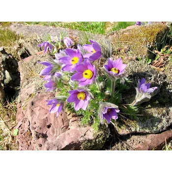 Sazenice levandule-online.cz Koniklec obecný - Pulsatilla vulgaris - Pinwheel Blue Violet