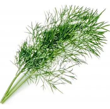 Sazenice Veritable, Kapsle se semínky Lingot základní bylinky kopr - Formadore