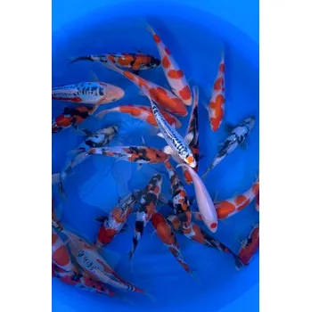 Krmivo pro rybičky Tancho ... JK 23SL16216