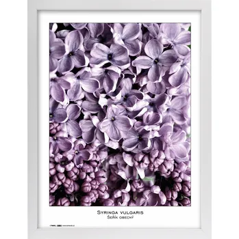 Rám na obraz Tradag Rámeček Natura bílý 40x50