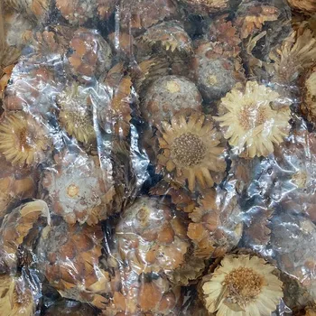 Zahradní dekorace COMPACTA LOOSE CREAM POLY BAG 1KG (538106)