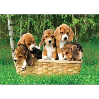 Puzzle Zdeko Štěňata bígla 500 dílků