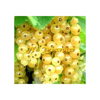 Sazenice Rybíz bílý White Hollander KEŘ v kontejneru