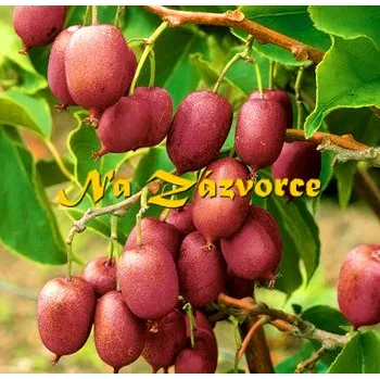 Sazenice KIWI SAMICE Actinidia arguta ´Purpurna Sadowa´