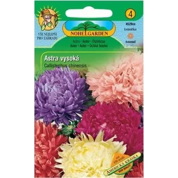 Semeno Astra vysoká Americká kráska - EXPIRACE 12.2023 !