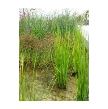 JUNCUS effusus/Sitina rozkladitá