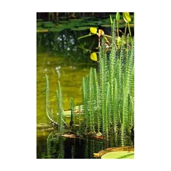 HIPPURIS vulgaris/Prustka obecná