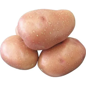 Semeno Rosara brambory sadbové 5 kg