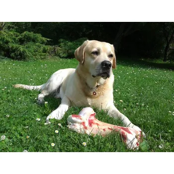 RAK-Brno Kloubní výživa RAK Váha: 250 g