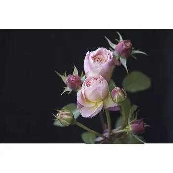 Fototapeta Fototapeta vliesová Růže 243x184 cm