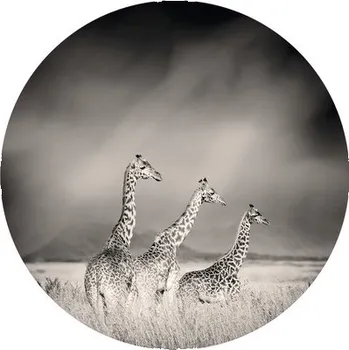 Fototapeta Fototapeta vliesová Žirafy 95 cm