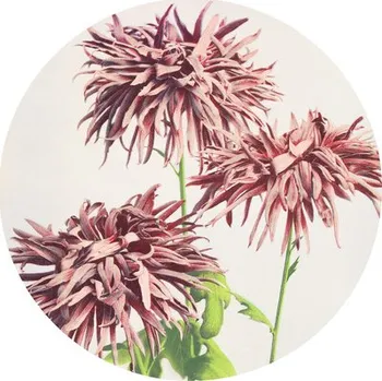 Fototapeta Fototapeta vliesová Chryzantémy 142,5 cm