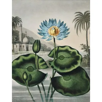 Fototapeta Fototapeta vliesová Leknín 243x280 cm