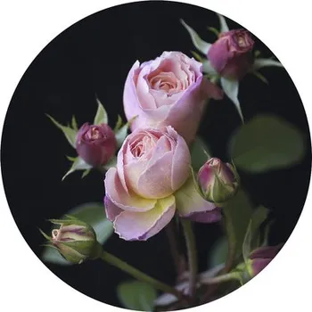 Fototapeta Fototapeta vliesová Růže 190 cm