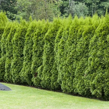 Sazenice Thuja occidentalis 'Smaragd' C2L 40-60 CM