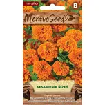 MoravoSeed Aksamitník nízký oranžový…