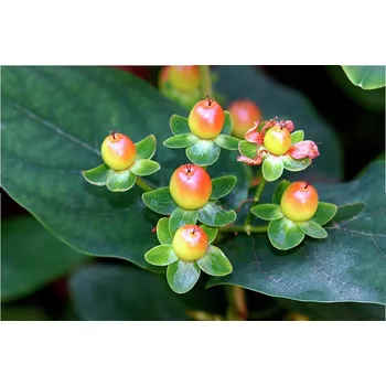 Hypericum androsaemum P 11, Třezalka bobulovitá
