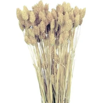 Sušený phalaris bílý 80 g