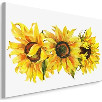 Plátno Tři Slunečnice Na Bílém Pozadí Varianta: 40x30