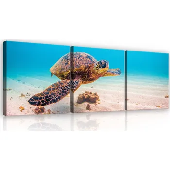 Obraz Postershop Obraz na plátne: Želva - set 3ks 25x25cm