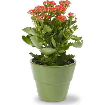 umělá květina Umělá květina v květináči Kalanchoe 30 cm červená