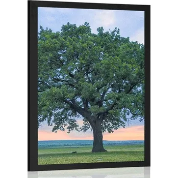 Plakát Dovido Plakát osamělý dub