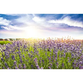 Fototapeta DIMEX | Vliesová fototapeta Levandulové pole MS-5-1388 | 375 x 250 cm| zelená, modrá, fialová + Vliesová fototapeta na stěnu DIMEX Levandulové pole MS51388 v rozměru 375 x 250 cm + lepidlo zdarma