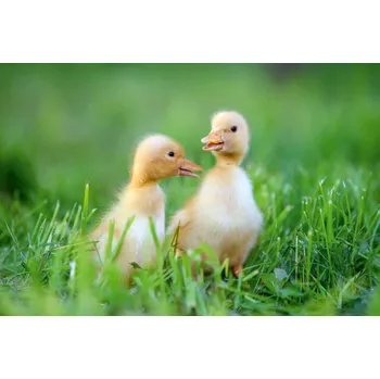 Fototapeta DIMEX | Vliesová fototapeta Káčátka na výpravě MS-5-0475 | 375 x 250 cm| zelená, žlutá, oranžová + Vliesová fototapeta na stěnu DIMEX Káčátka na výpravě MS50475 v rozměru 375 x 250 cm + lepidlo zdarma