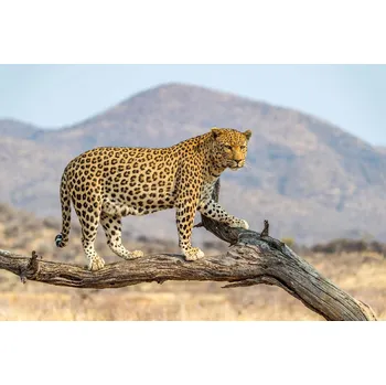 Fototapeta DIMEX | Vliesová fototapeta Leopard v Dusternbrooku MS-5-0603 | 375 x 250 cm| černá, žlutá, hnědá + Vliesová fototapeta na stěnu DIMEX Leopard v Dusternbrooku MS50603 v rozměru 375 x 250 cm + lepidlo zdarma