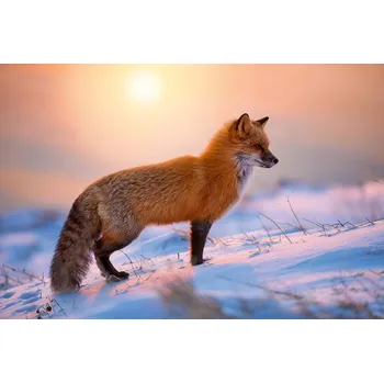 Fototapeta DIMEX | Vliesová fototapeta Liška ve sněhu MS-5-0614 | 375 x 250 cm| modrá, bílá, oranžová, růžová + Vliesová fototapeta na stěnu DIMEX Liška ve sněhu MS50614 v rozměru 375 x 250 cm + lepidlo zdarma