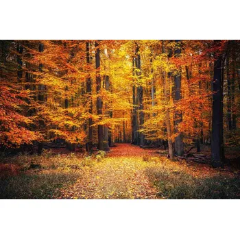 Fototapeta DIMEX | Vliesová fototapeta Cesta v podzimním parku MS-5-1933 | 375 x 250 cm| žlutá, oranžová, hnědá + Vliesová fototapeta na stěnu DIMEX Cesta v podzimním parku MS51933 v rozměru 375 x 250 cm + lepidlo zdarma