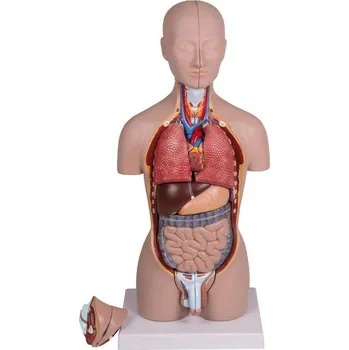 Erler Zimmer Lidské torzo - 16-dílný zmenšený model