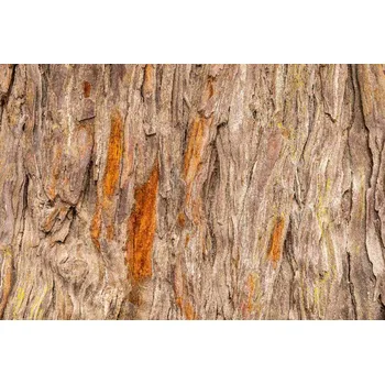 Fototapeta DIMEX | Vliesová fototapeta Textura starého stromu MS-5-2335 | 375 x 250 cm| hnědá + Vliesová fototapeta na stěnu DIMEX Textura starého stromu MS52335 v rozměru 375 x 250 cm + lepidlo zdarma