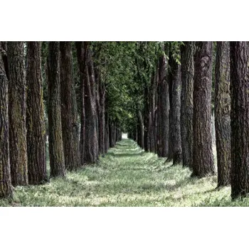 Fototapeta DIMEX | Vliesová fototapeta Travnatý les MS-5-1910 | 375 x 250 cm| zelená, hnědá + Vliesová fototapeta na stěnu DIMEX Travnatý les MS51910 v rozměru 375 x 250 cm + lepidlo zdarma