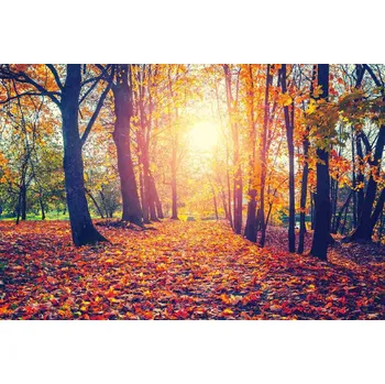 Fototapeta DIMEX | Vliesová fototapeta Podzimní alej MS-5-1854 | 375 x 250 cm| žlutá, oranžová, hnědá + Vliesová fototapeta na stěnu DIMEX Podzimní alej MS51854 v rozměru 375 x 250 cm + lepidlo zdarma