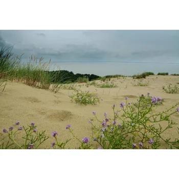 Fototapeta DIMEX | Vliesová fototapeta Úžasné duny MS-5-1785 | 375 x 250 cm| zelená, modrá, fialová, krémová + Vliesová fototapeta na stěnu DIMEX Úžasné duny MS51785 v rozměru 375 x 250 cm + lepidlo zdarma