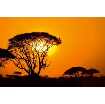 Fototapeta DIMEX | Vliesová fototapeta Západ slunce v Africe MS-5-1838 | 375 x 250 cm| černá, žlutá, oranžová + Vliesová fototapeta na stěnu DIMEX Západ slunce v Africe MS51838 v rozměru 375 x 250 cm + lepidlo zdarma