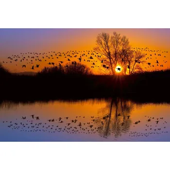 Fototapeta DIMEX | Vliesová fototapeta Hejno kanadských hus MS-5-1830 | 375 x 250 cm| fialová, černá, oranžová + Vliesová fototapeta na stěnu DIMEX Hejno kanadských hus MS51830 v rozměru 375 x 250 cm + lepidlo zdarma